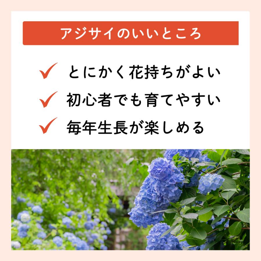 日本花キ流通 \まだ間に合う/ 母の日 プレゼント アジサイ 日本花キ流通 \まだ間に合う/ 母の日 プレゼント アジサイ