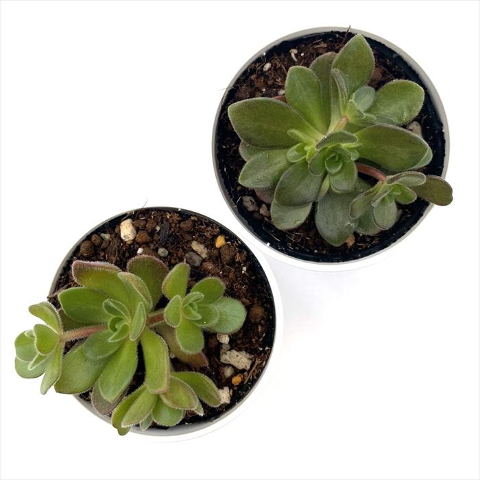 日本花キ流通 多肉植物 hmアエオニウム サンデルシー 多肉植物