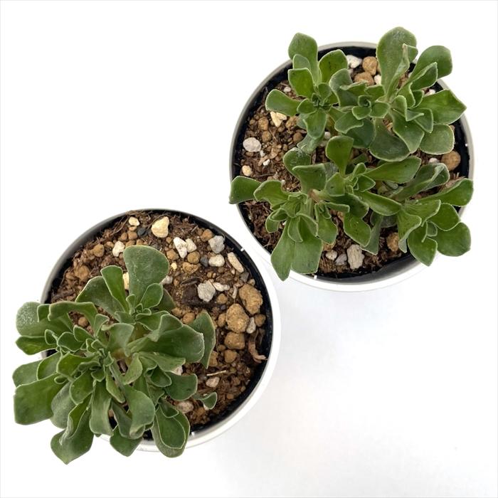 日本花キ流通 多肉植物 hmアエオニウム チョコチップ 多肉植物