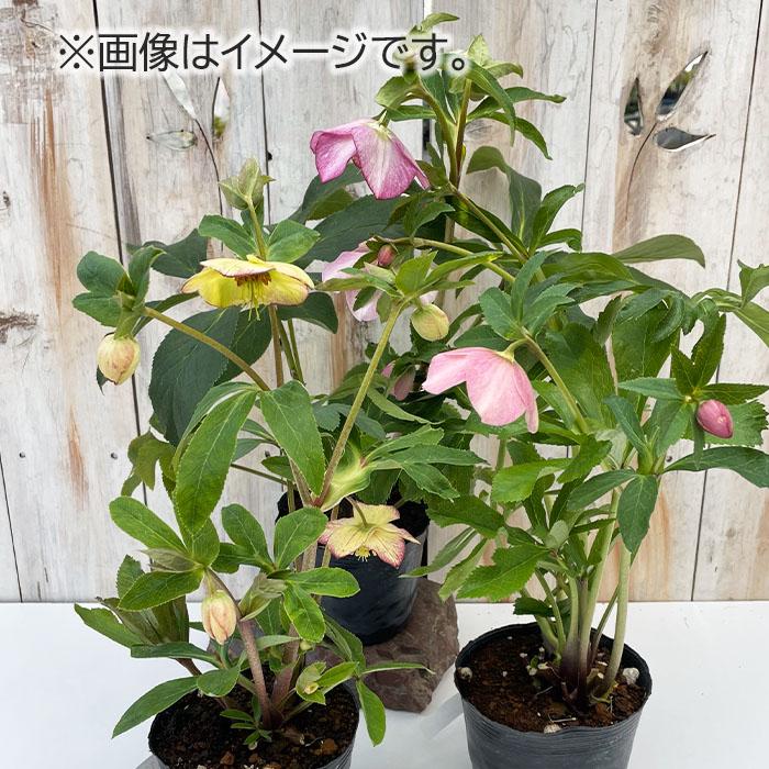 日本花キ流通 一重咲きクリスマスローズ シングル 開花株 3鉢セット 4