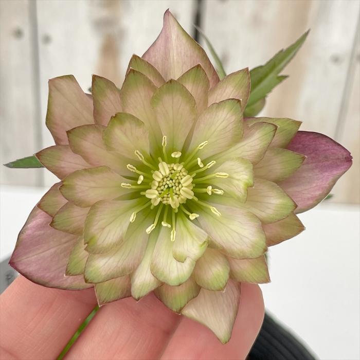 ピエラ×アンティークピエラ★クリスマスローズ交配苗★未開花株 クリスマスローズ 吉田園芸 アンティークピエラ 0218-040 現品販売