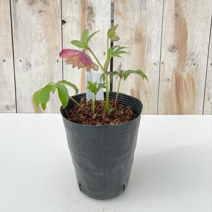 クリスマスローズ 吉田園芸 アンティークピエラ 0218-040 現品販売