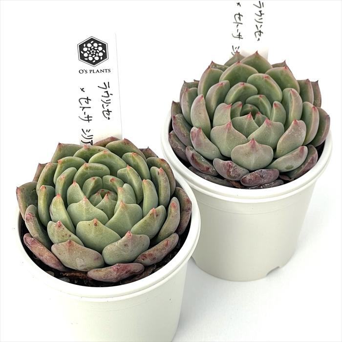 多肉植物 O'sエケベリア ラウリンゼ×セトーサシリアータ O's PLANTS