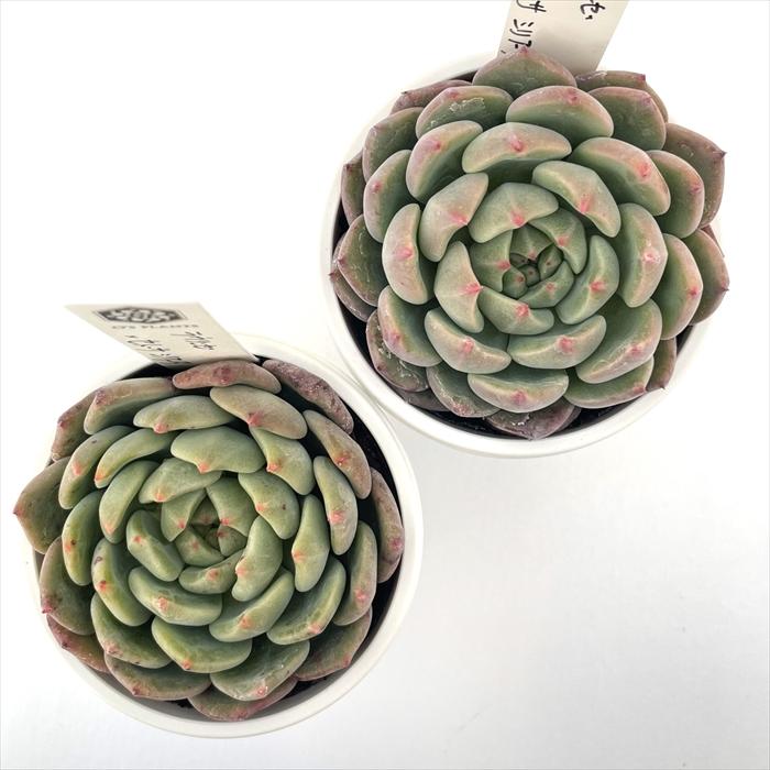 多肉植物 O'sエケベリア ラウリンゼ×セトーサシリアータ O's PLANTS