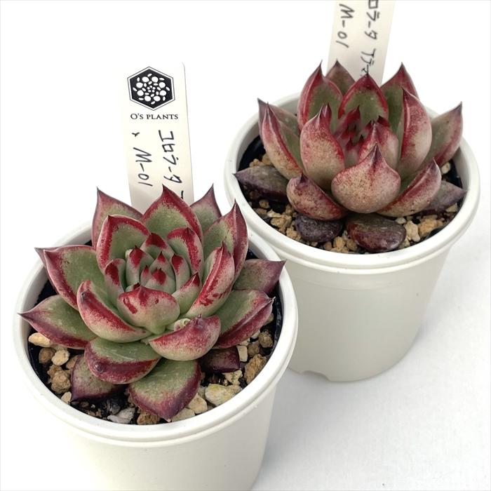 多肉植物 O'sエケベリア コロラータアテマハック×M-01 O's PLANTS