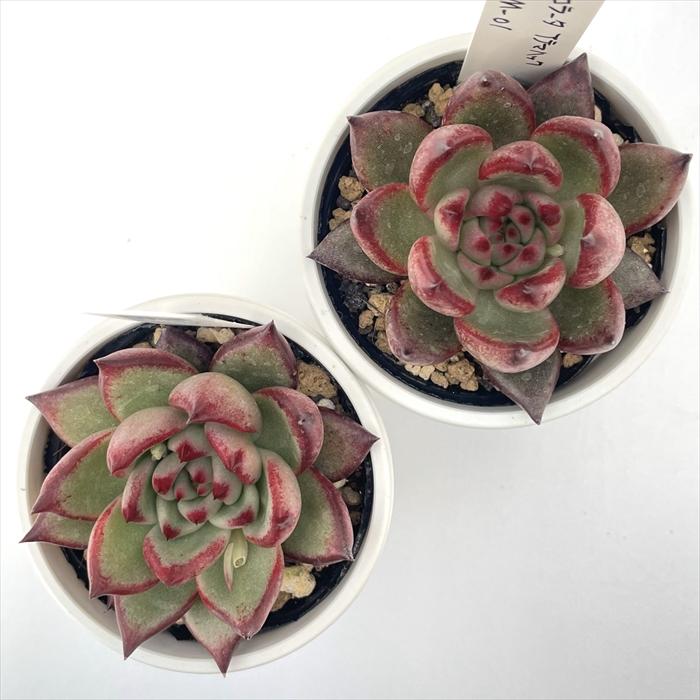 多肉植物 O'sエケベリア コロラータアテマハック×M-01 O's PLANTS