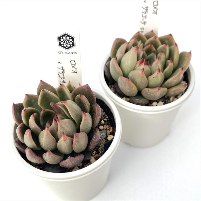 多肉植物 O'sエケベリア ロメオ×ザラゴーサspノバ O's PLANTS オーズ