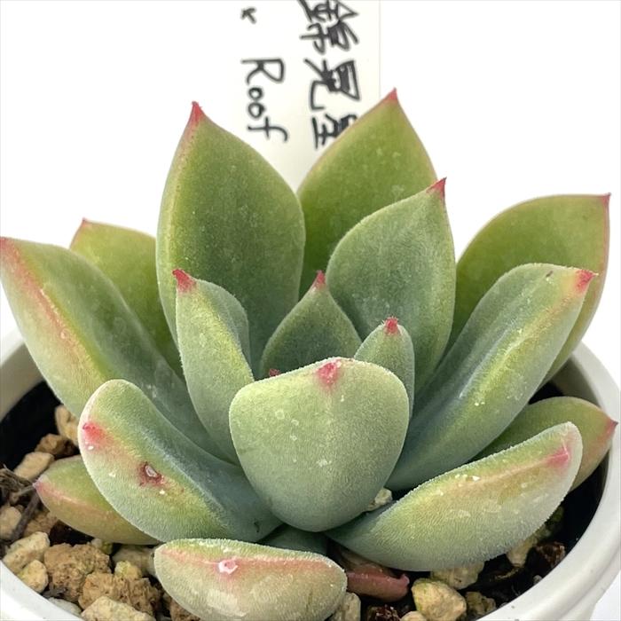 多肉植物 O'sエケベリア 錦晃星×Roof O's PLANTS オーズプランツさん苗