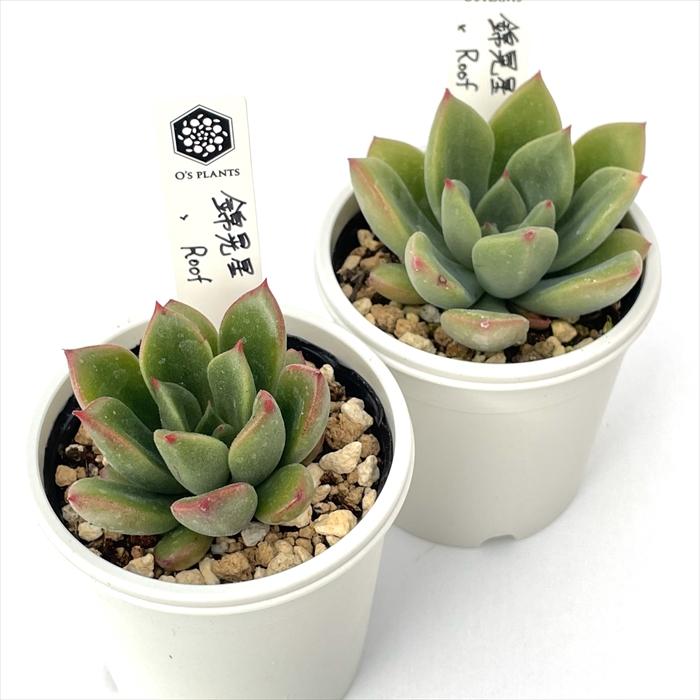 多肉植物 O'sエケベリア 錦晃星×Roof O's PLANTS オーズプランツさん苗