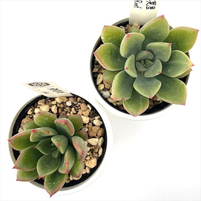 多肉植物 O'sエケベリア 錦晃星×Roof O's PLANTS オーズプランツさん苗