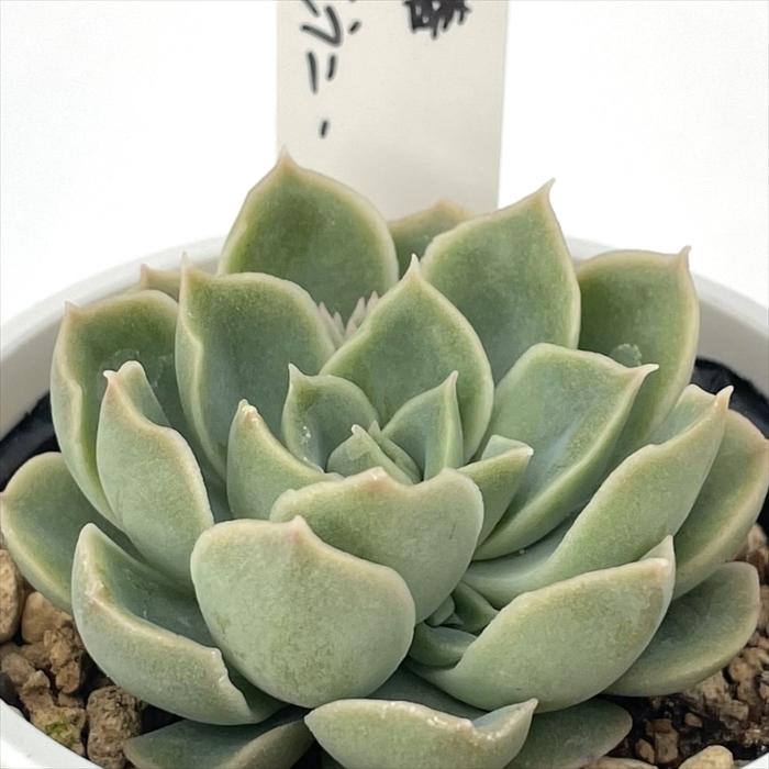 多肉植物 O'sエケベリア 霜椿×モラニー O's PLANTS オーズプランツさん