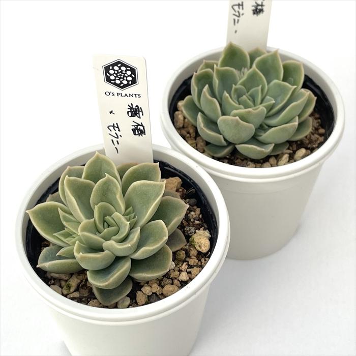 多肉植物 O'sエケベリア 霜椿×モラニー O's PLANTS オーズプランツさん