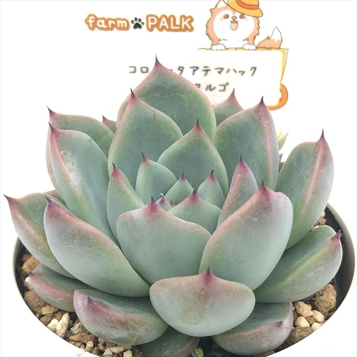 多肉植物 plkエケベリア コロラータアテマハック×リスタルゴ パルク