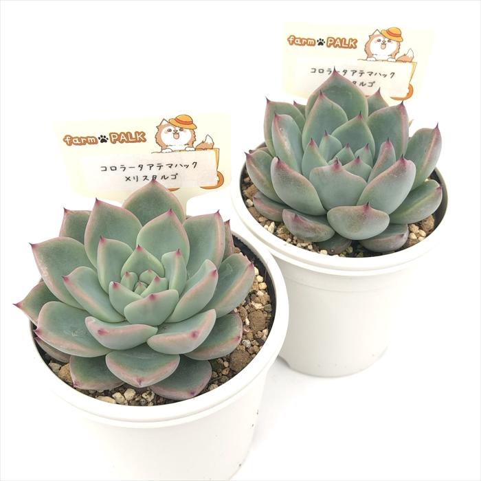 多肉植物 plkエケベリア コロラータアテマハック×リスタルゴ パルク