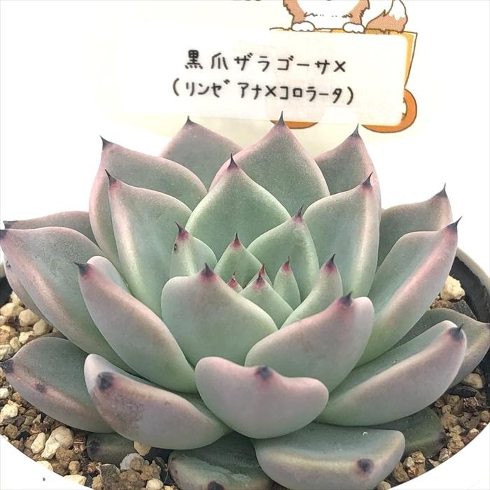 多肉植物 plkエケベリア 黒爪ザラゴーサ×（リンゼアナ