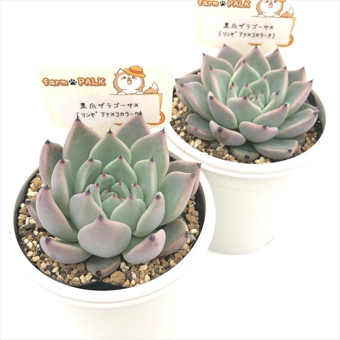 多肉植物 plkエケベリア 黒爪ザラゴーサ×（リンゼアナ×コロラータ