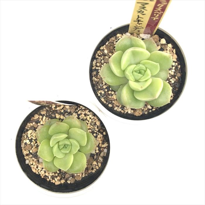 マスカットキャンディ札付きポットごとメルカリ便おらいさん苗ミックスベリア マスカットキャンディ札付きポットごとメルカリ便おらいさん苗