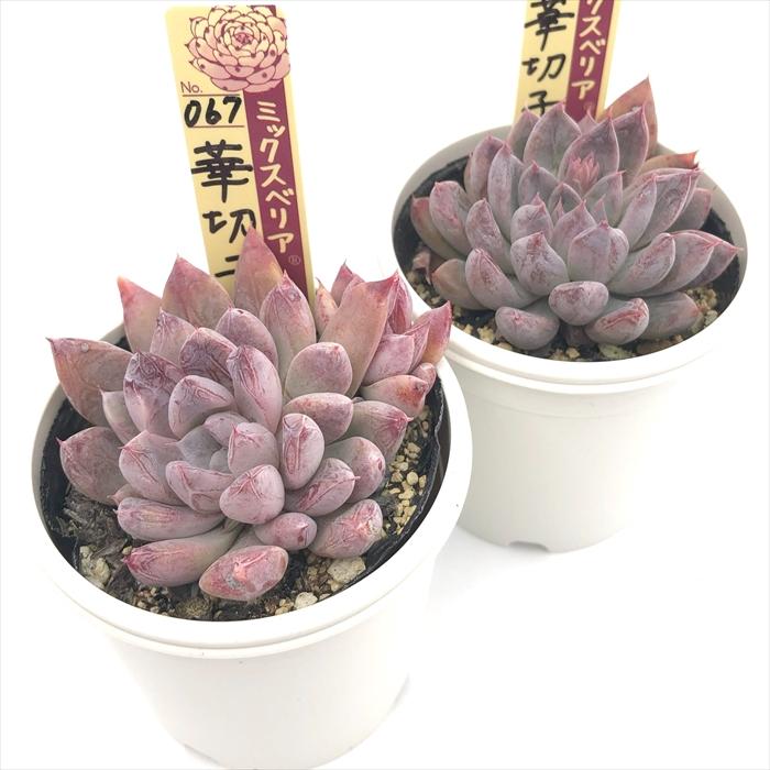 多肉植物 oriミックスベリア No.067 華切子 おらいさん苗 送料 多肉植物 oriミックスベリア No.067 華切子 おらいさん苗 送料