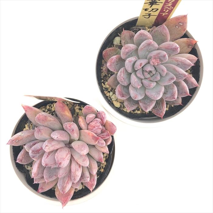 ミックスベリア 桜子 おらいさん苗 札無し 多肉植物 楽天市場】多肉植物 oriミックスベリア No.015 桜子 多肉植物 お