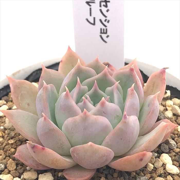 日本花キ流通 多肉植物 hxエケベリア シムランスアセンション×コロ