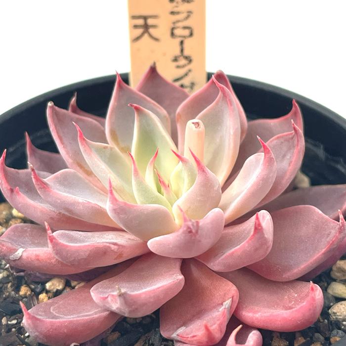 多肉植物 サボテンTAROグラプトベリア ストリクチフローラノヴァ×銀