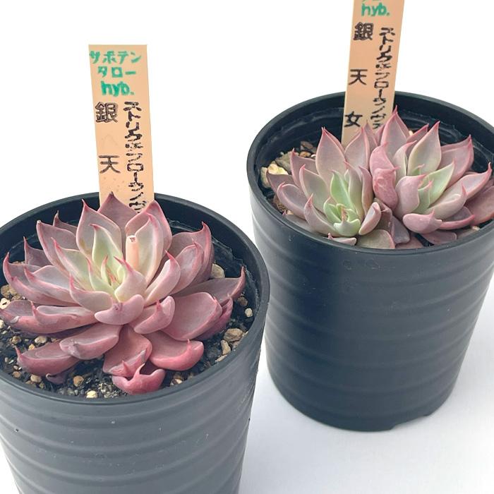 多肉植物 サボテンTAROグラプトベリア ストリクチフローラノヴァ×銀