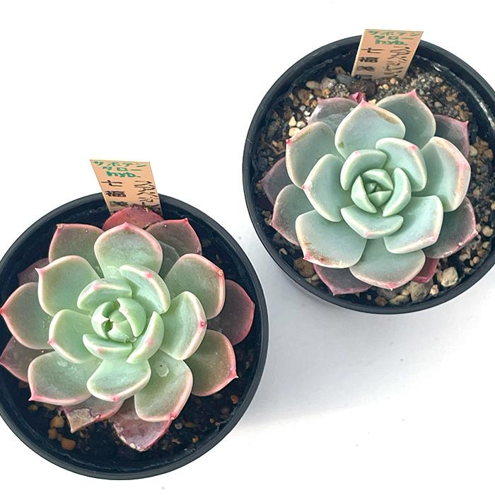 多肉植物 サボテンTAROエケベリア スアベオレンス×七福美尼 エケベリア
