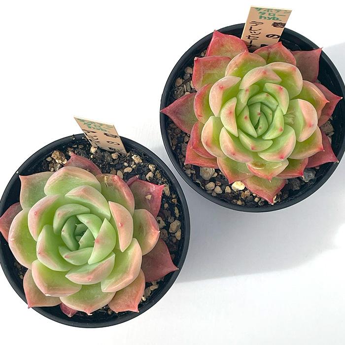 多肉植物 サボテンTAROエケベリア 春の粧×デレッセーナ はるのよそおい