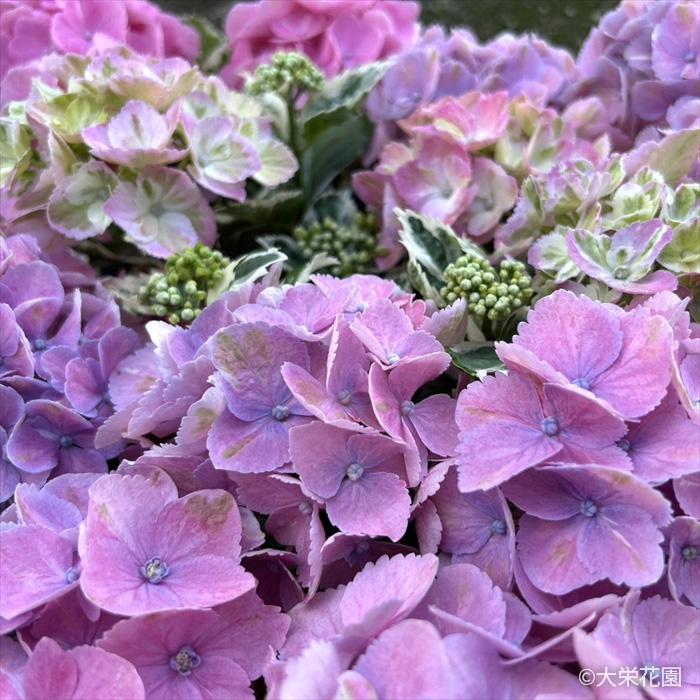 紫陽花 ♪ 加茂セレクションの紫陽花「歌合せ」です♪「紫陽花」のアルバム