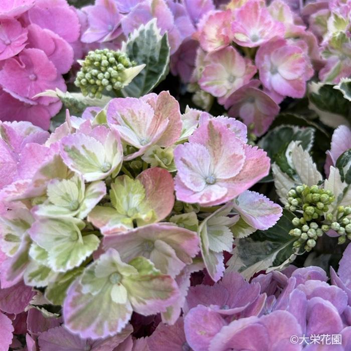 【花苗】カラフルランジア　スパイス　no.3 花付き　正規品　斑入り　ポット発送 予約販売 アジサイ カラフルランジア スパイスno.3 9cmポット