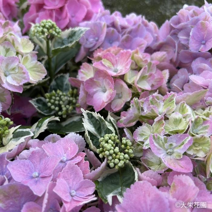 アジサイ カラフルランジア スパイスno.3 9cmポット 斑入り 大栄花園