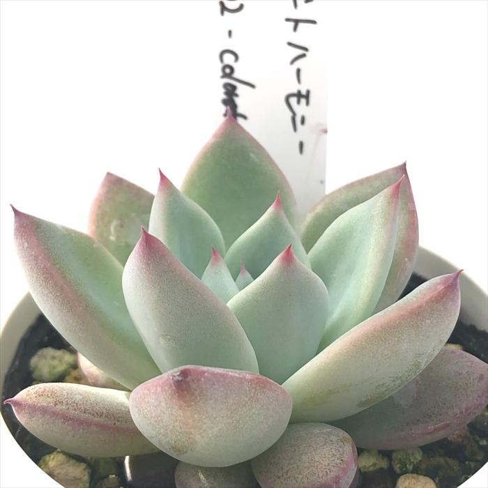 実生苗　多肉植物　エケベリア　⑪ 見元園芸さんの #エレガンスラパス #ボタベリア竜王 お気に入り苗😄👍 エケベリア・セダム