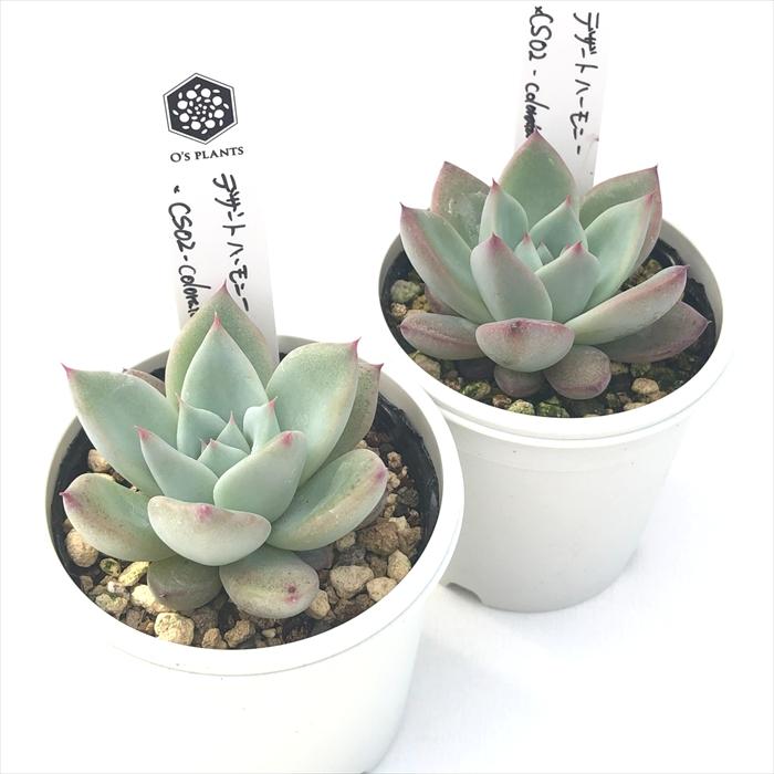 多肉植物 O'sエケベリア デザートハーモニー×CS-No02 colorata Compact