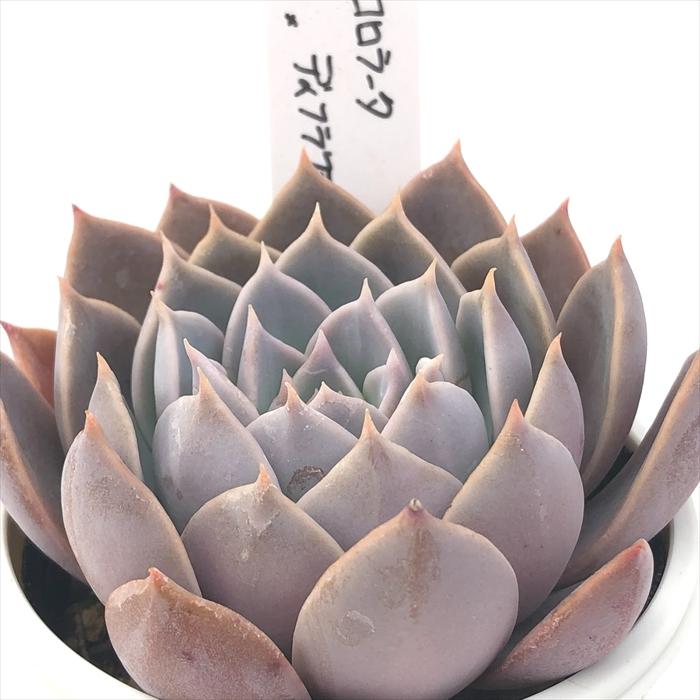 多肉植物 O'sエケベリア コロラータ×ディフラクテンス O's PLANTS