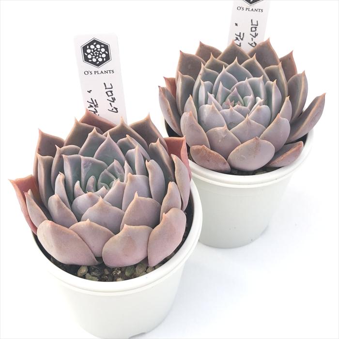 多肉植物 O'sエケベリア コロラータ×ディフラクテンス O's PLANTS
