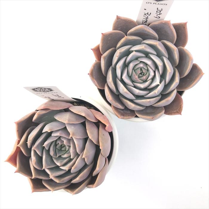多肉植物…エケベリア♬*°札付き錦玉園コロラータ大株大苗子株付き 多肉植物 O'sエケベリア コロラータ×ディフラクテンス O's PLANTS