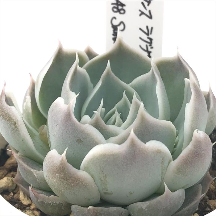 多肉植物 O'sエケベリア シムランスラグナサンチェス×（Fo48 Santa