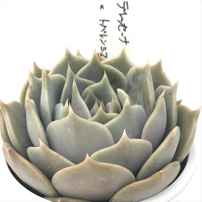 多肉植物 O'sエケベリア デレッセーナ×トバレンシス O's PLANTS オーズ