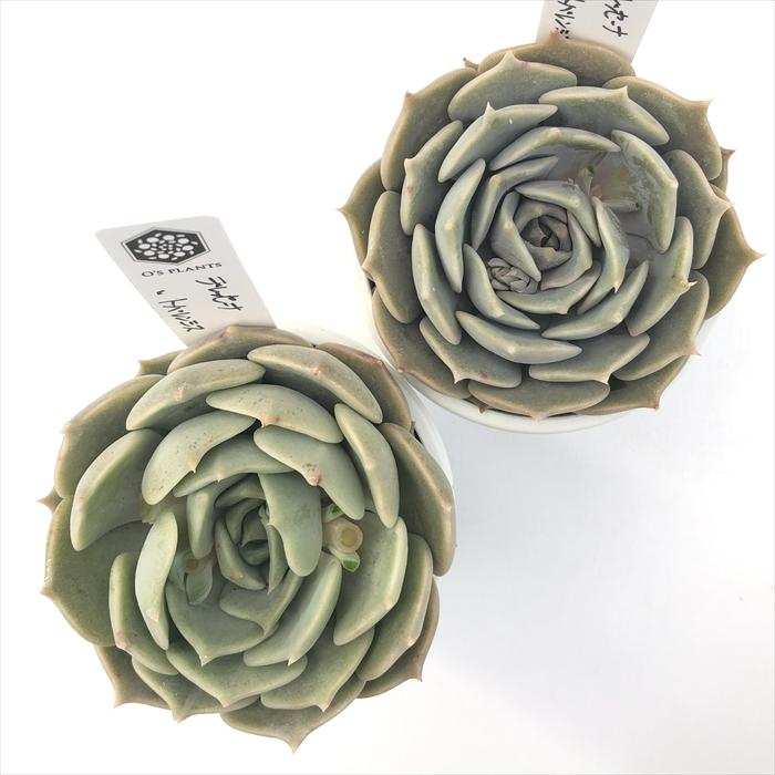 多肉植物 O'sエケベリア デレッセーナ×トバレンシス O's PLANTS オーズ