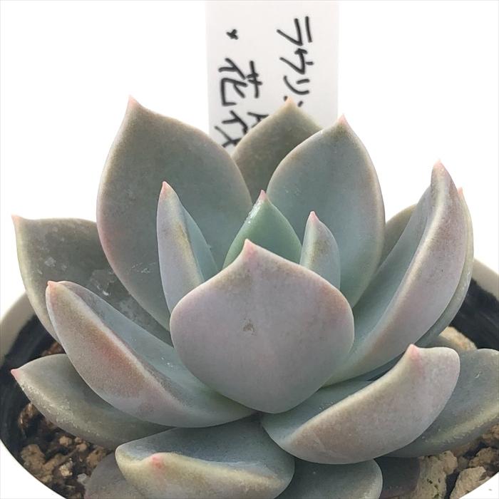 多肉植物 O'sエケベリア ラウリンゼ×花筏 O's PLANTS オーズプランツ