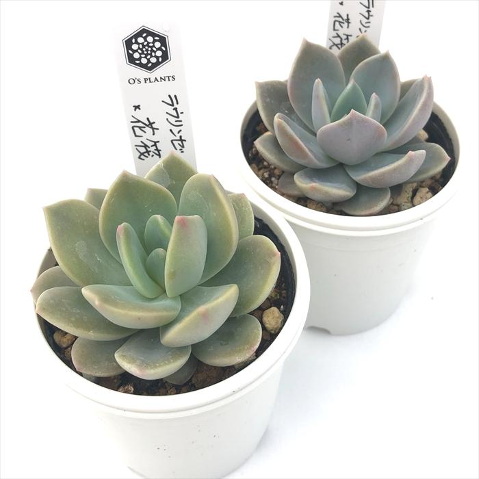 多肉植物 O'sエケベリア ラウリンゼ×花筏 O's PLANTS オーズプランツ