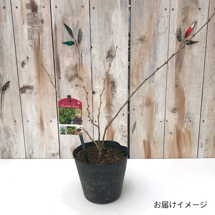 日本花キ流通 四季成り マルベリー 苗 シャルロットリュス 15cmポット