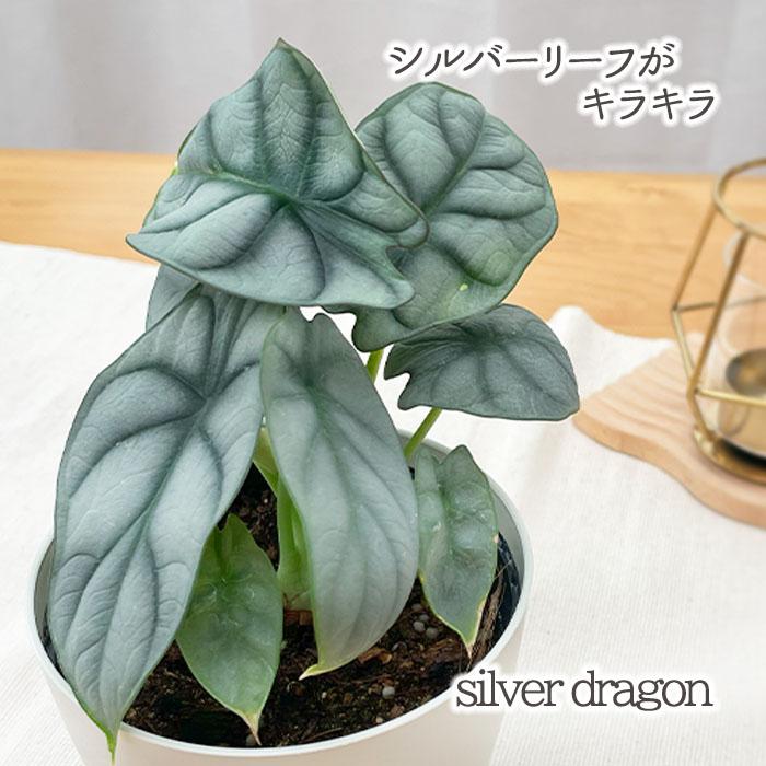 日本花キ流通 観葉植物 アロカシア シルバードラゴン 4号鉢 小型