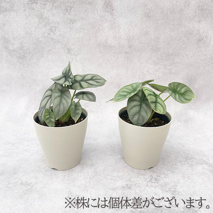 日本花キ流通 観葉植物 アロカシア シルバードラゴン 4号鉢 小型