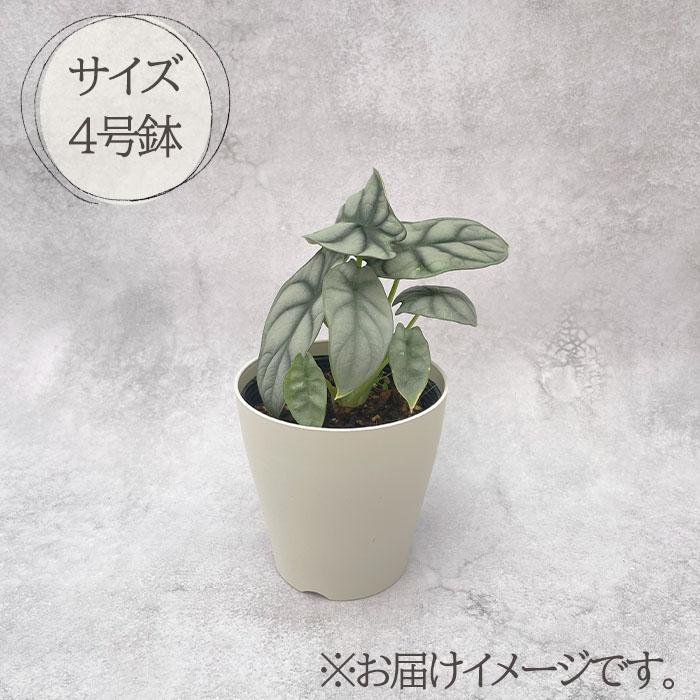 日本花キ流通 観葉植物 アロカシア シルバードラゴン 4号鉢 小型