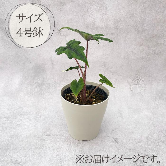 アロカシア　ジャックリンオーレア　鉢ごと発送 日本花キ流通 観葉植物 アロカシア ジャックリン 4号鉢 小型 小さい