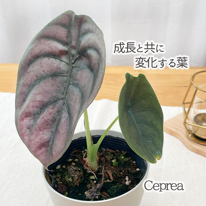 日本花キ流通 観葉植物 アロカシア クプレア 4号鉢 小型 小さい 室内