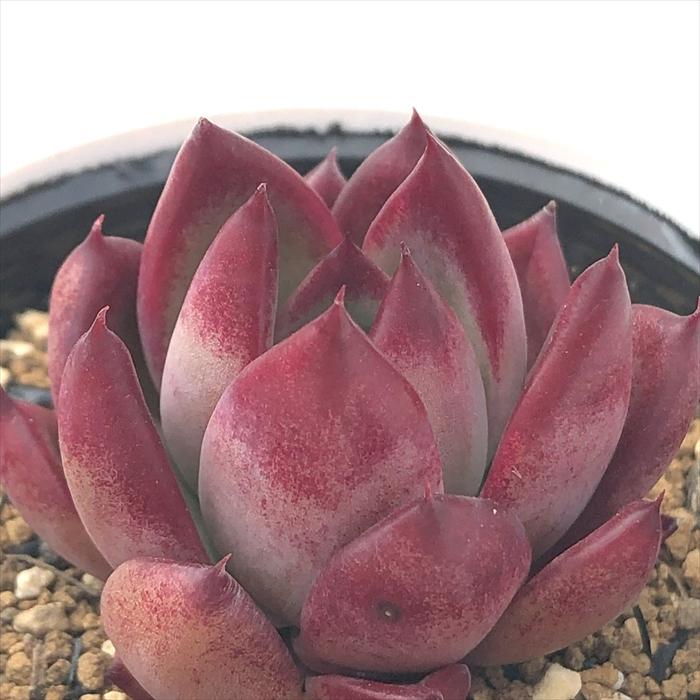 日本花キ流通 多肉植物 hxエケベリア IGリンゼアナ×ロメオルビン 多肉