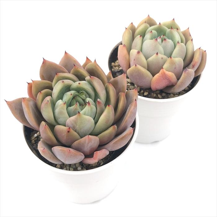 日本花キ流通 多肉植物 hxエケベリア ラジョヤ×マスカラス 多肉植物