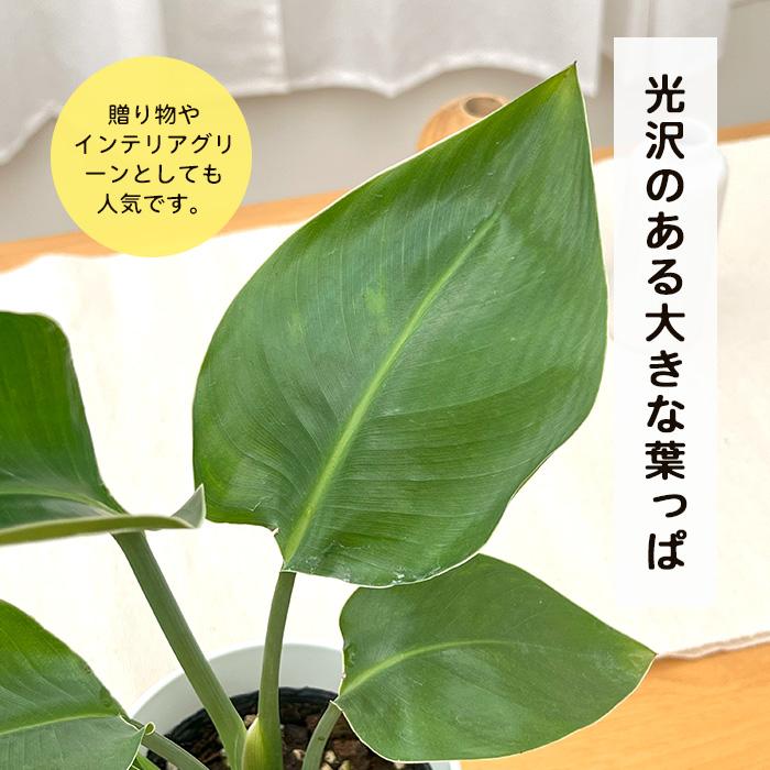 激安！　ストレチア　オーガスタ C大型❗️ 187センチ 観葉植物　ガーデニング 観葉植物 cot ストレリチア オーガスタ 4号鉢 ストレチア 小型 小さい